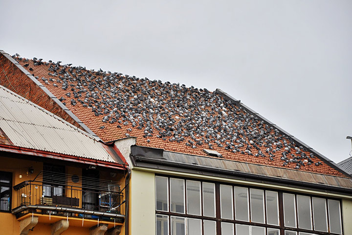 A2B Pest Control are able to install spikes to deter birds from roofs in Great Yarmouth. 